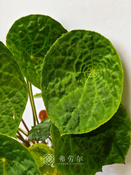 蓝白盆福寿秋海棠 商品图1