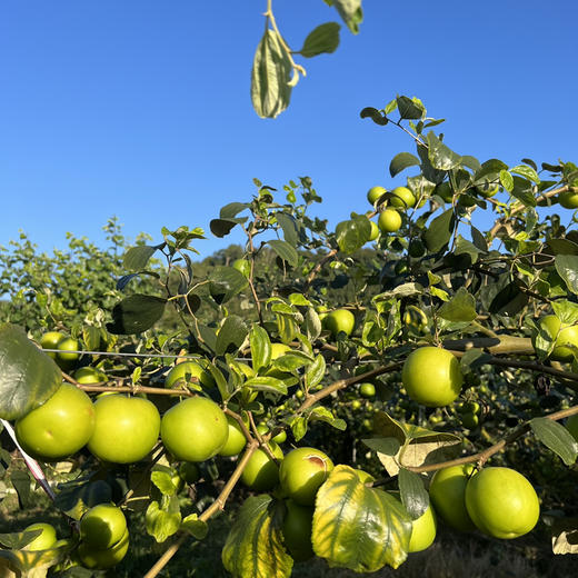 【苹果枣】云南西双版纳蜜罐苹果枣 / 清甜脆嫩多汁爽口/现摘现发包邮 商品图10