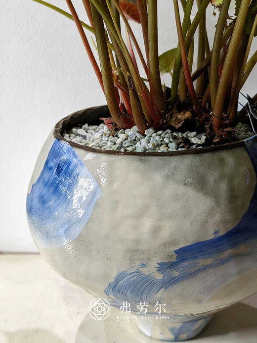 蓝白盆福寿秋海棠 商品图2