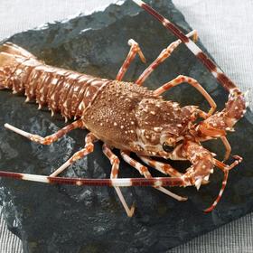 生冻古巴龙虾礼盒 700-800g/只