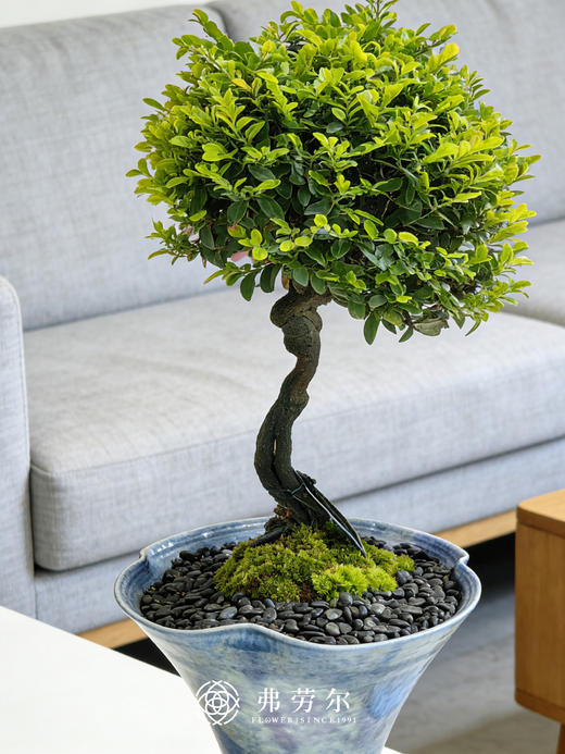 蓝盆提根紫檀 商品图1