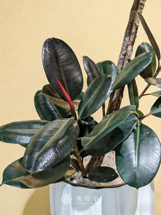 落地黑金刚 商品图1