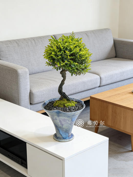 蓝盆提根紫檀 商品图0