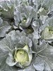 生态包菜 | 绿家自产*Ecological cabbage | In-House Production 商品缩略图4