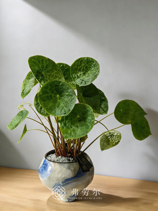 蓝白盆福寿秋海棠 商品图0