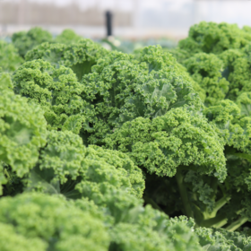 生态羽衣甘蓝 | 绿家自产*Ecological curly kale | In-House Production