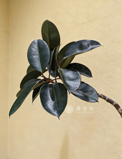 落地黑金刚 商品图2