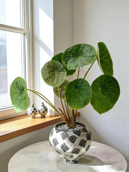 黑白盆福寿秋海棠 商品图0