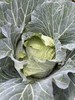 生态包菜 | 绿家自产*Ecological cabbage | In-House Production 商品缩略图1