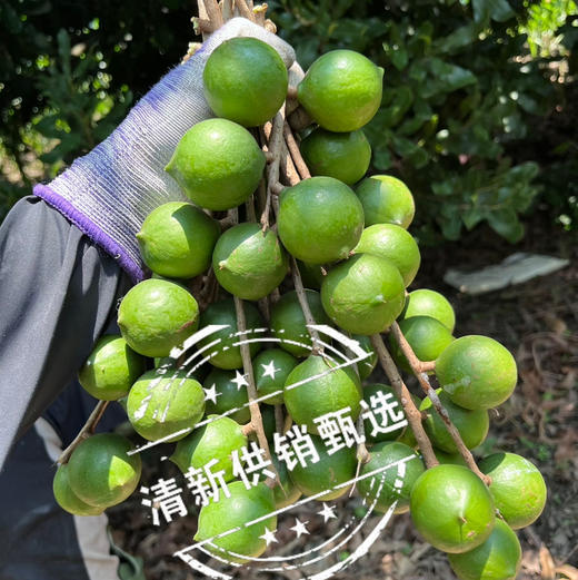 石谭远夏澳洲夏威夷果（盐焗味250g） 商品图5