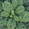 生态羽衣甘蓝 | 绿家自产*Ecological curly kale | In-House Production 商品缩略图1