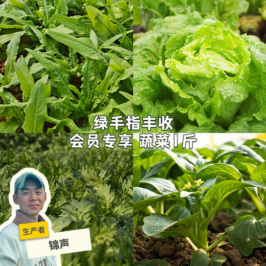 绿手指丰收会员专享 蔬菜1斤 商品图0