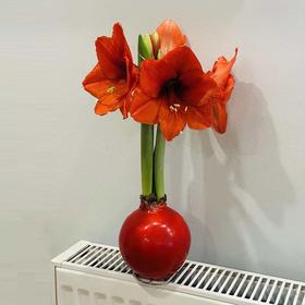 蜡封朱顶红（红狮）zc