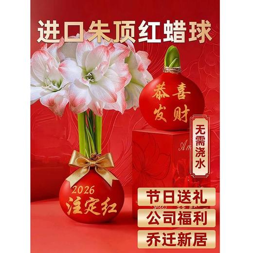 蜡封朱顶红（花孔雀）zc 商品图1