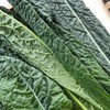 放心皱叶菜 100g/袋 商品缩略图3