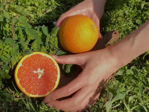 【严选】湖北秭归中华红橙现摘现发彩箱+网套5斤装/9斤装   （厂家直发） 商品图5