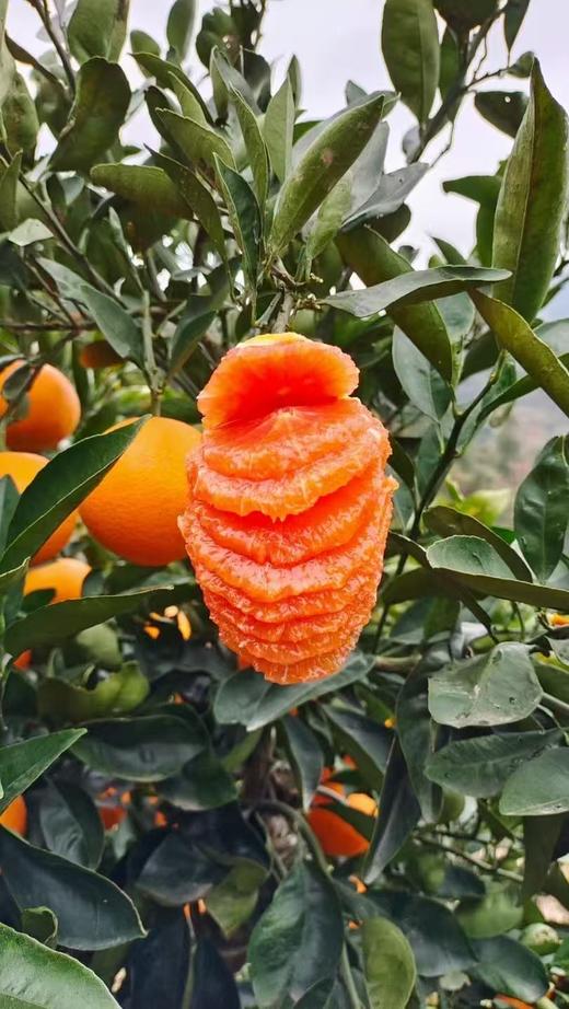 【严选】湖北秭归中华红橙现摘现发彩箱+网套5斤装/9斤装   （厂家直发） 商品图4