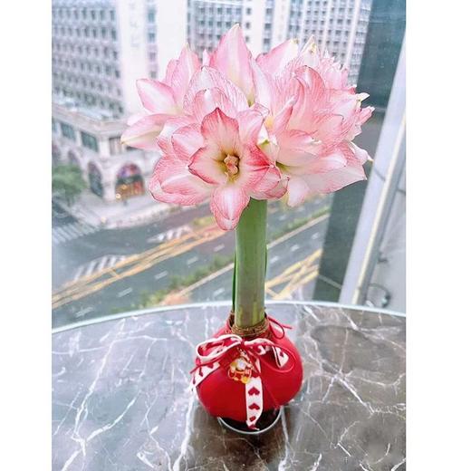 蜡封朱顶红（花孔雀）zc 商品图0