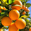 【赣南脐橙】果肉饱满营养丰富  细嫩化渣口口爆汁  好产地好水果  到手十斤（2.11-2.24） 商品缩略图5