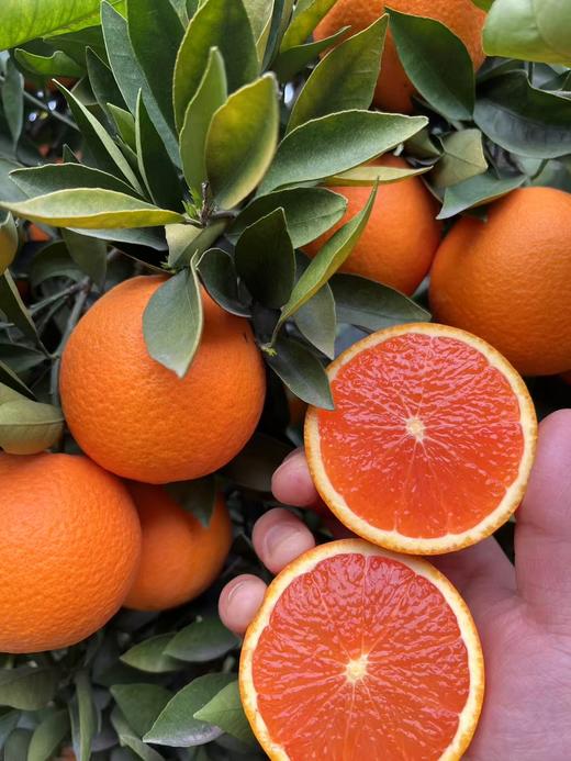 【严选】湖北秭归中华红橙现摘现发彩箱+网套5斤装/9斤装   （厂家直发） 商品图0