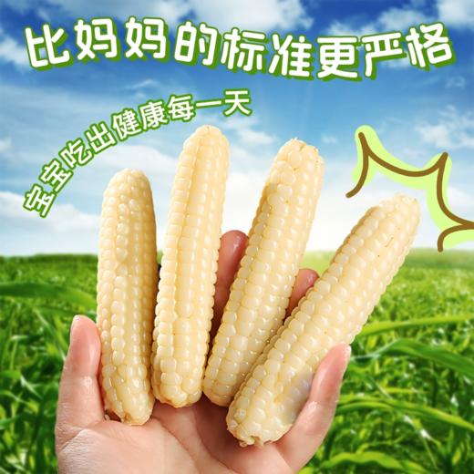 【拇指玉米】皮薄肉嫩软糯香甜  西双版纳特产品种  1斤普通装 2/4斤礼盒装（2.14-2.24停发） 商品图2