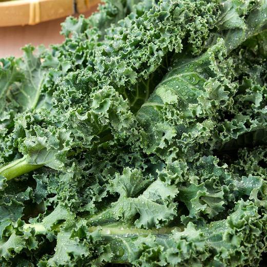 放心羽衣甘蓝 100g/份 商品图3