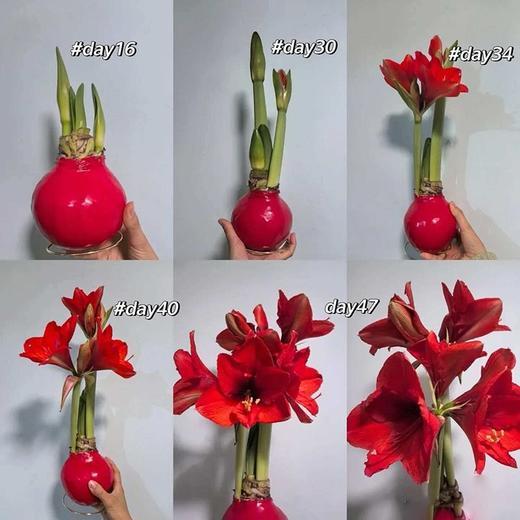 蜡封朱顶红（红狮）zc 商品图1