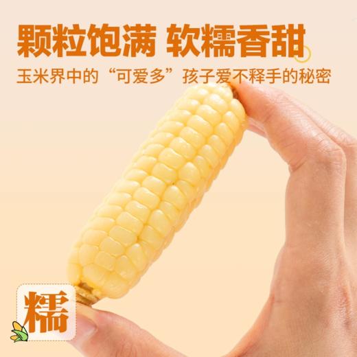 【拇指玉米】皮薄肉嫩软糯香甜  西双版纳特产品种  1斤普通装 2/4斤礼盒装（2.14-2.24停发） 商品图3