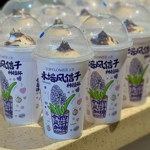 水培风信子zc 商品图0