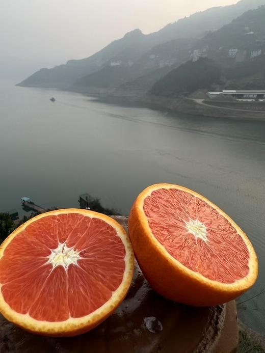 【严选】湖北秭归中华红橙现摘现发彩箱+网套5斤装/9斤装   （厂家直发） 商品图1