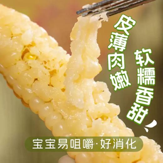 【拇指玉米】皮薄肉嫩软糯香甜  西双版纳特产品种  1斤普通装 2/4斤礼盒装（2.14-2.24停发） 商品图1