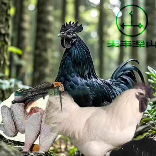 禾丰深山·盐津乌鸡【社区活动专享链接】 商品图0