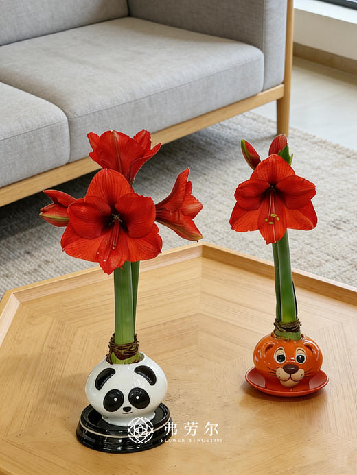 Q萌卡通朱顶红 商品图0