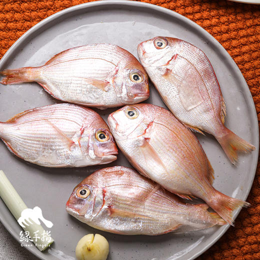 野生东山岛小真鲷鱼| 合作生产*Wild hairtail | Coprodution 商品图4