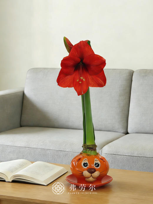 Q萌卡通朱顶红 商品图1