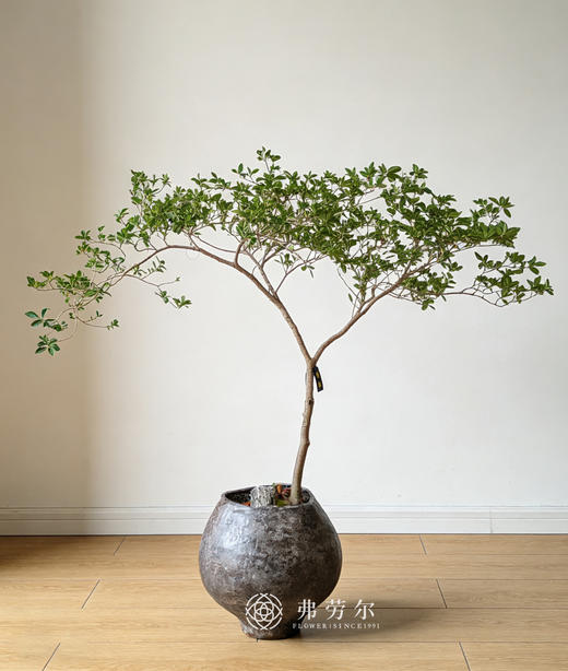 黑盆海岛栀子花 商品图1