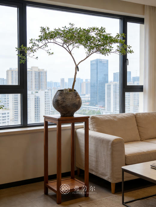 黑盆海岛栀子花 商品图0