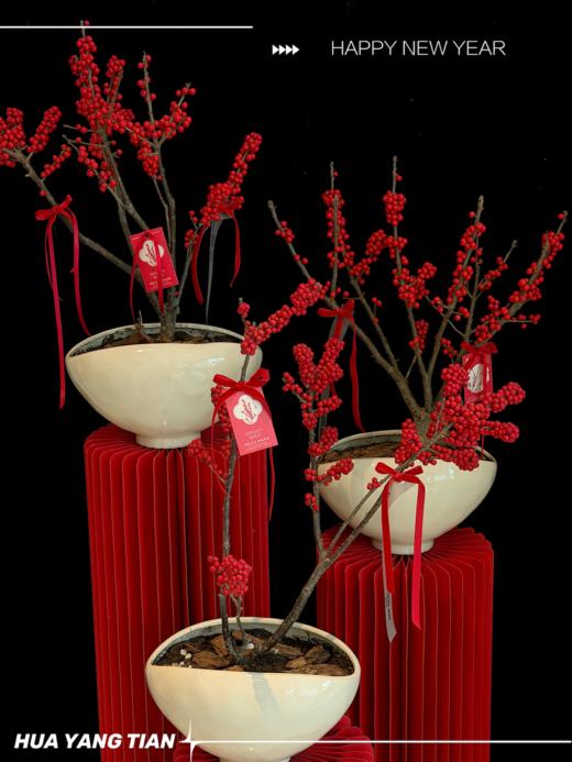 日富一日· 北美冬青陶瓷盆栽 商品图1