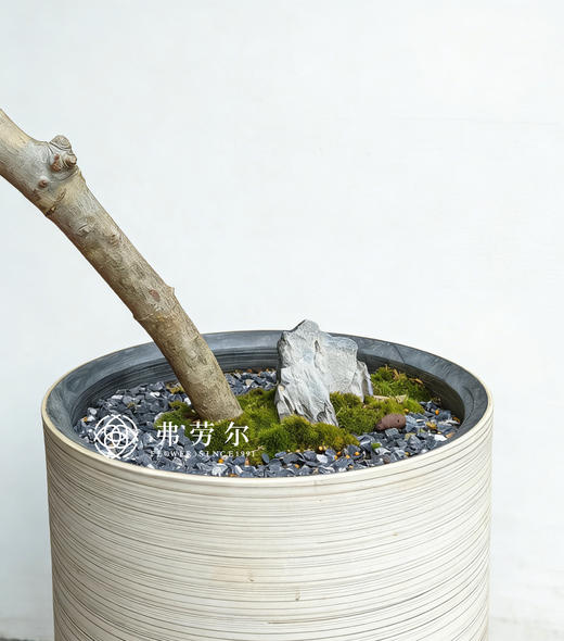 落地海岛栀子花 商品图2