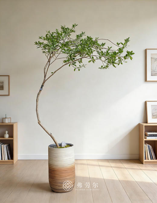 落地海岛栀子花 商品图0