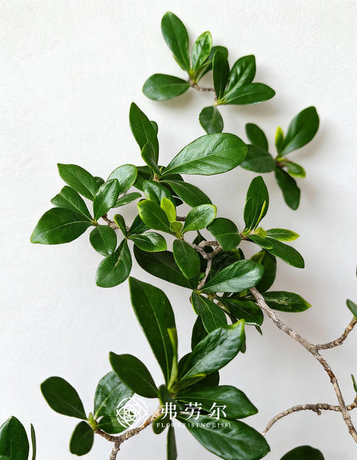 黑盆海岛栀子花 商品图2