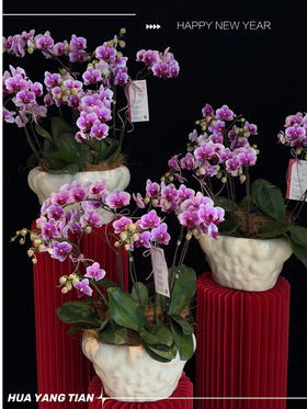 紫气绕家 · 蝴蝶兰盆栽