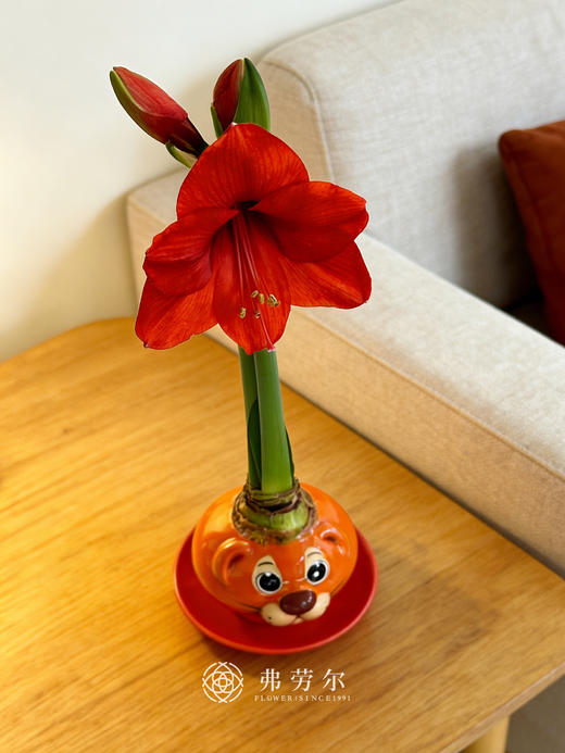 Q萌卡通朱顶红 商品图3