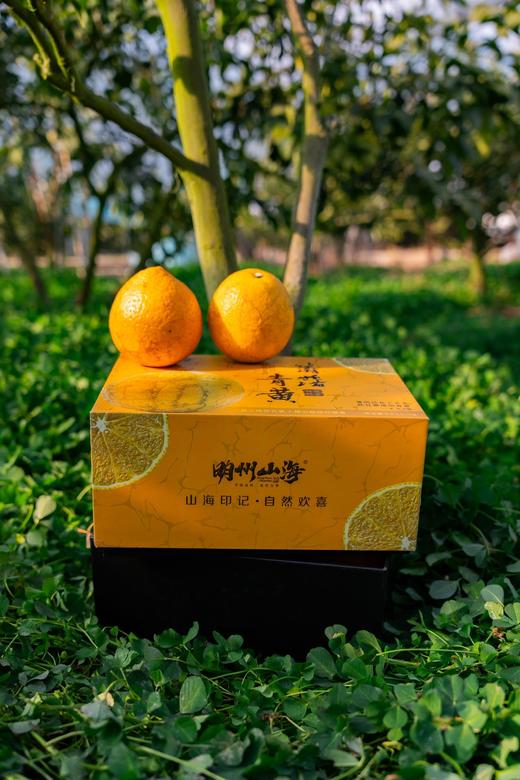 篱落青黄龙蛋柚橙 商品图3