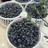 花香蓝莓 12+小果 商品缩略图2
