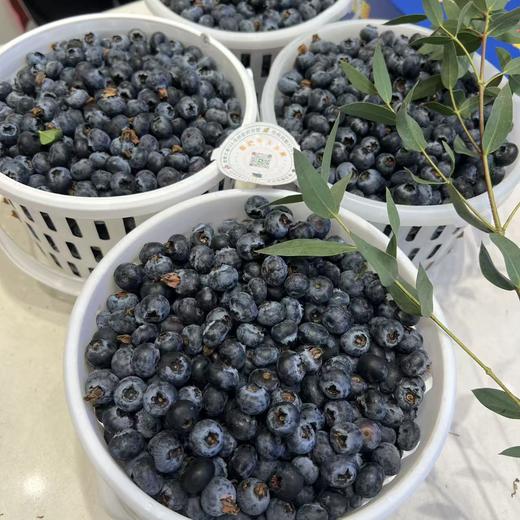 花香蓝莓 12+小果 商品图2