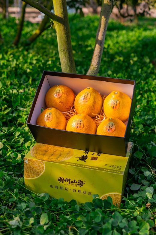 篱落青黄龙蛋柚橙 商品图4