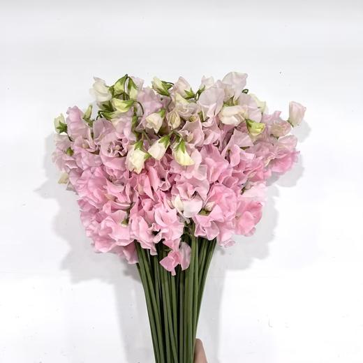 3月28日亮粉色豌豆花-50支易损花材，联系客服拍照发货发出没有售后 商品图0