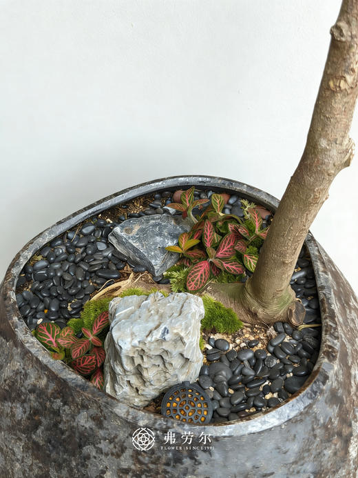 黑盆海岛栀子花 商品图3