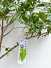 落地海岛栀子花 商品缩略图1